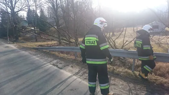 Powalone drzewo – 07.02.2016 — zdjęcie 8