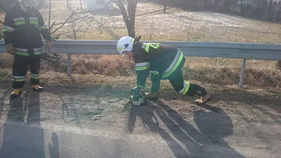 Powalone drzewo – 07.02.2016 — zdjęcie 10