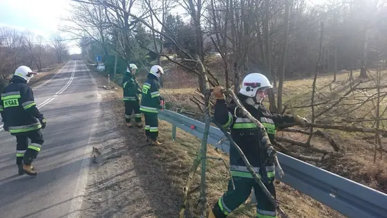 Powalone drzewo – 07.02.2016 — zdjęcie 11