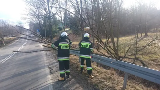 Powalone drzewo – 07.02.2016 — zdjęcie 12