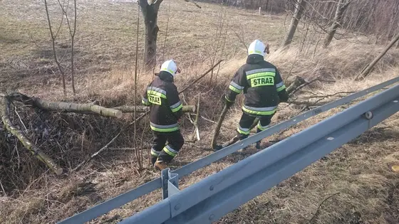 Powalone drzewo – 07.02.2016 — zdjęcie 13