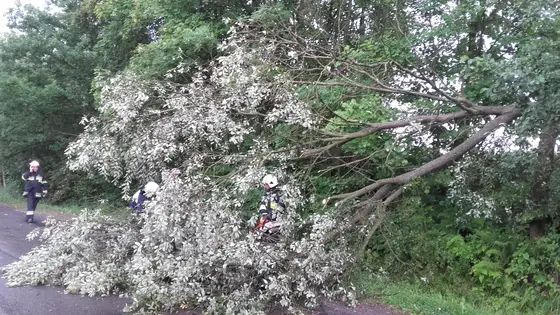 Powalone drzewo – 31.07.2016 — zdjęcie 17