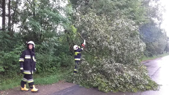 Powalone drzewo – 31.07.2016 — zdjęcie 8