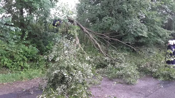 Powalone drzewo – 31.07.2016 — zdjęcie 14