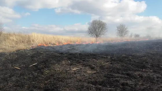 Pożar traw – 24.03.2016. — zdjęcie 15