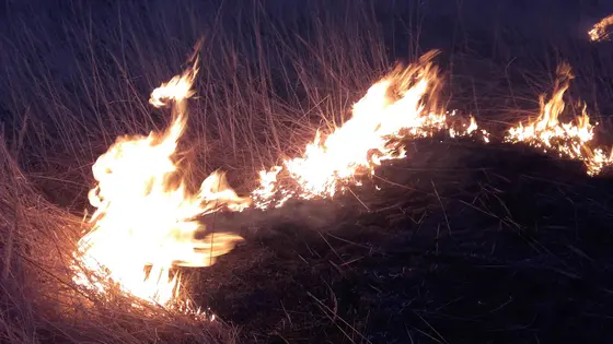 Pożar traw – 24.03.2016. — zdjęcie 8