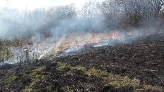 Pożar traw – 28.03.2016 — zdjęcie 9