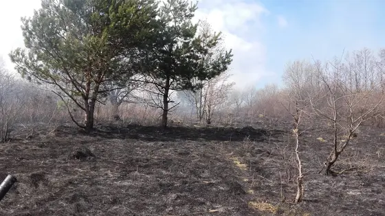 Pożar traw – 28.03.2016 — zdjęcie 10