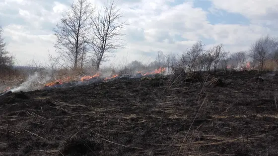 Pożar traw – 28.03.2016 — zdjęcie 11