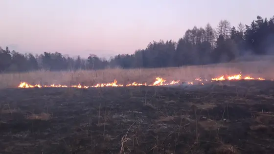 Pożar traw 25.03.2016 — zdjęcie 16