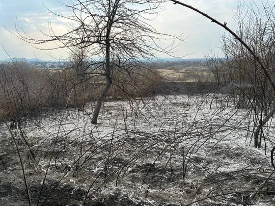 Pożar traw w Krygu — 24.03.2026 — zdjęcie 4