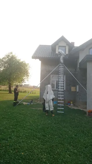 Szerszenie — zdjęcie 87