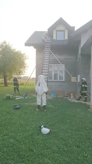 Szerszenie — zdjęcie 89