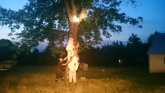 Szerszenie — zdjęcie 45
