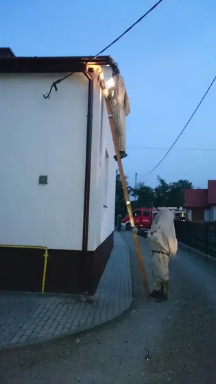 Szerszenie — zdjęcie 68