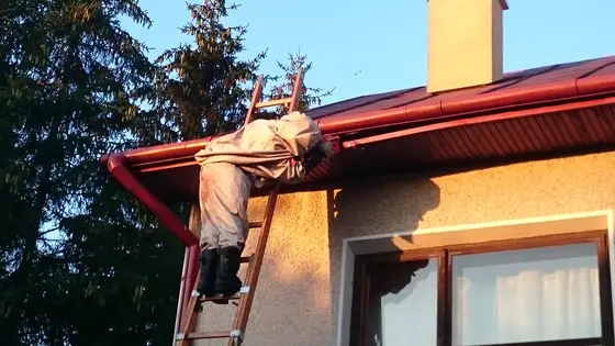 Szerszenie — zdjęcie 26
