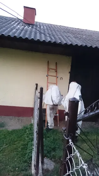 Szerszenie — zdjęcie 11