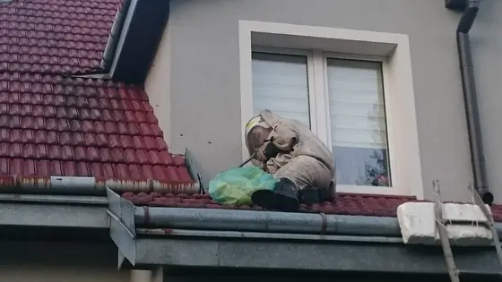 Szerszenie — zdjęcie 4