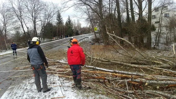 Usunięcie Drzew – 15.01.2016