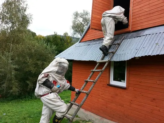 Usuwanie szerszeni – 25.09.2014