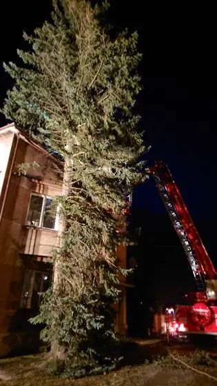 Wycinka drzew — zdjęcie 3