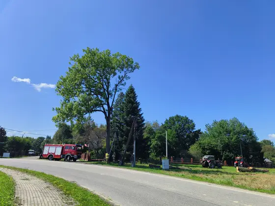 Wycinka drzew koło kapliczki — zdjęcie 9
