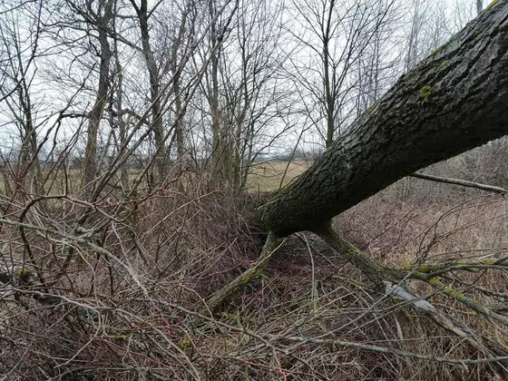 Miejscowe zagrożenie — 24 lutego 2020 — zdjęcie 16